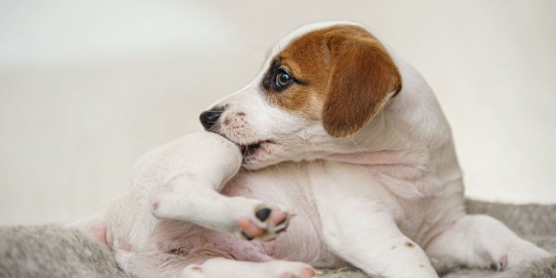 7 Doenças de Pele em Cães: Como Identificar, Prevenir e Tratar