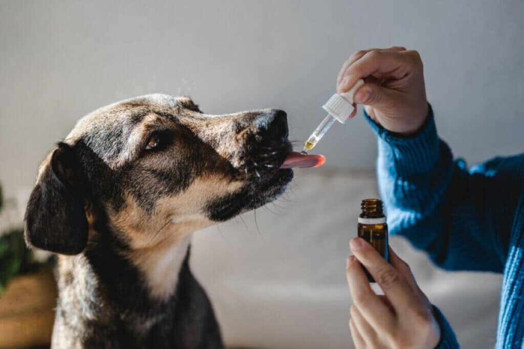 Dipirona para Cachorro: Pode Dar? Riscos, Dosagem e Cuidados Essenciais