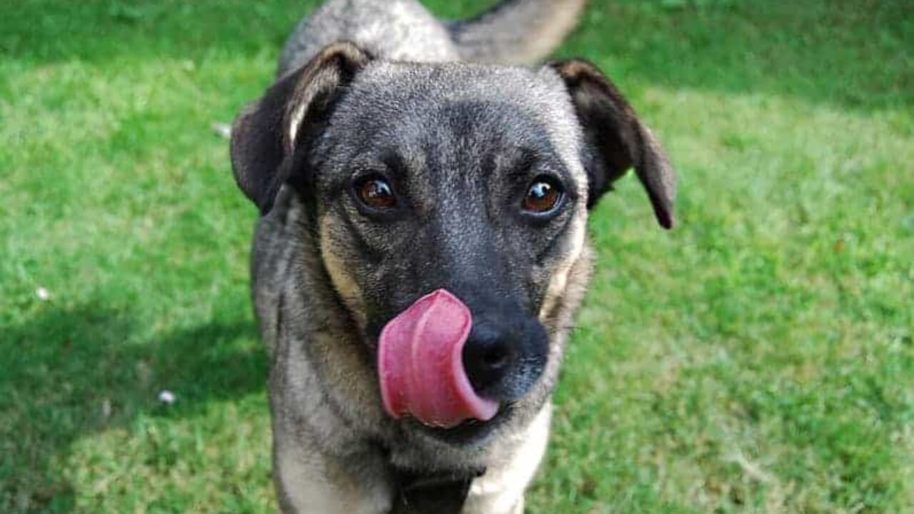 Dipirona para Cachorro: Pode Dar? Riscos, Dosagem e Cuidados Essenciais