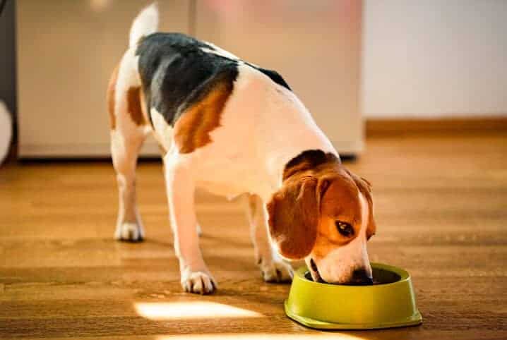 Dipirona para Cachorro: Pode Dar? Riscos, Dosagem e Cuidados Essenciais